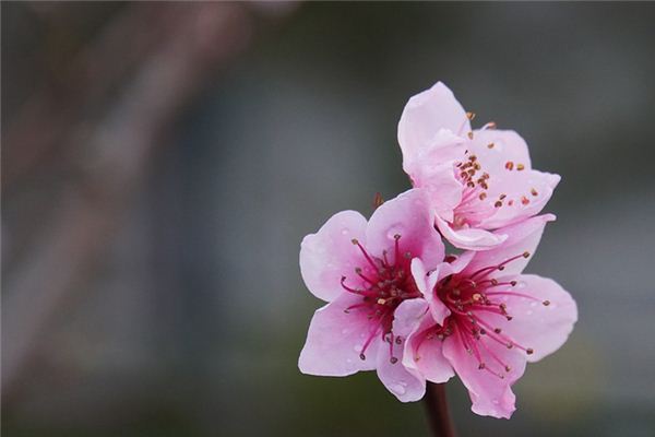 梦见桃花是什么意思