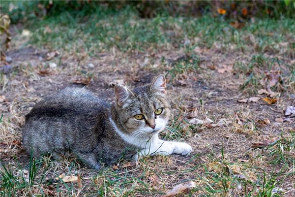 梦见被猫抓伤